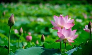 元宵最好的诗词 元宵最好的诗词